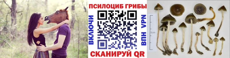 OMG   Железногорск  Галлюциногенные грибы MAGIC MUSHROOMS 